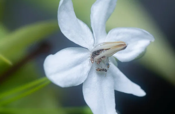 黄色のクレイジーアリの花です — ストック写真