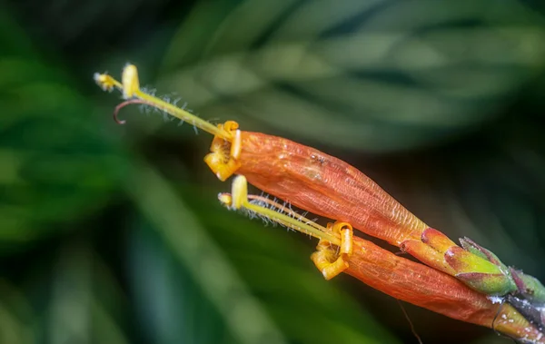 Sanchezia Speciosa Leonard Leafy Garden Plant — Stock Photo, Image