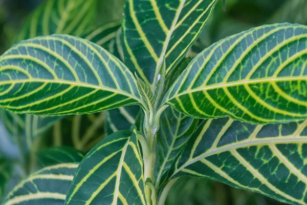 Sanchezia Speciosa Leonard Leafy Garden Plant — Foto de Stock