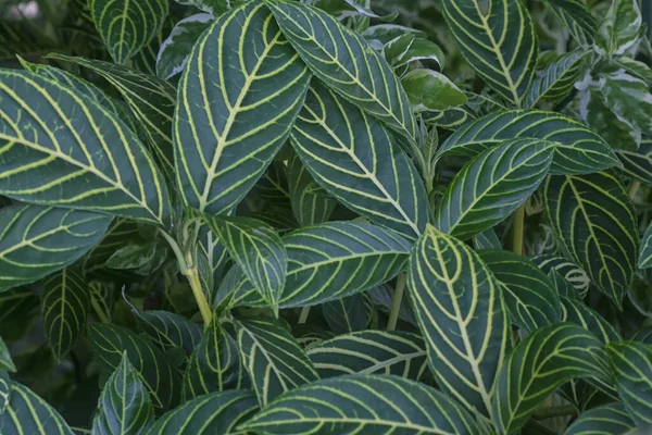 Sanchezia Speciosa Leonard Leafy Garden Plant — Foto de Stock