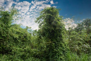 Gökyüzü arkaplanlı çalısı bitkiler.