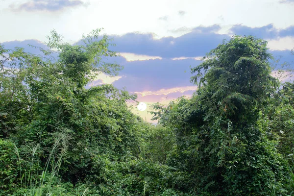 Végétation Luxuriante Buissonnante Avec Fond Ciel — Photo