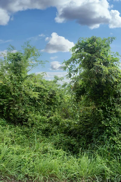 Végétation Luxuriante Buissonnante Avec Fond Ciel — Photo