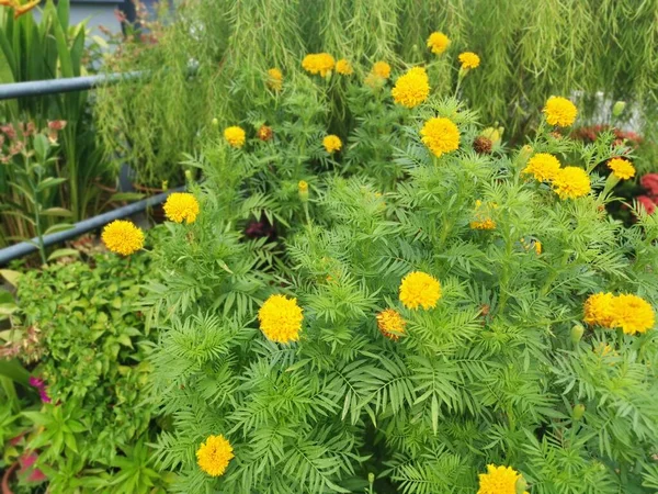 Buskig Orange Färgad Tagetes Erecta Blomma Växt — Stockfoto