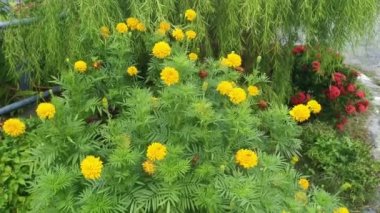 Kıllı turuncu renkli Tagetes ereksiyon bitkisi