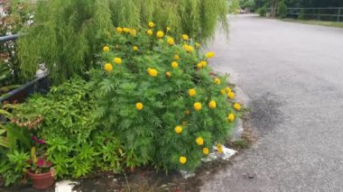 Kıllı turuncu renkli Tagetes ereksiyon bitkisi