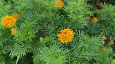 Kıllı turuncu renkli Tagetes ereksiyon bitkisi