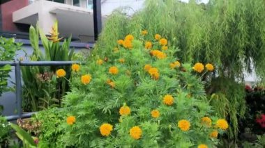 Kıllı turuncu renkli Tagetes ereksiyon bitkisi