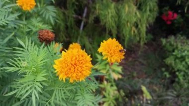 Kıllı turuncu renkli Tagetes ereksiyon bitkisi