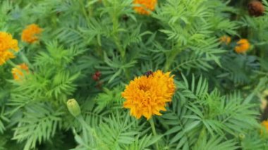 Kıllı turuncu renkli Tagetes ereksiyon bitkisi