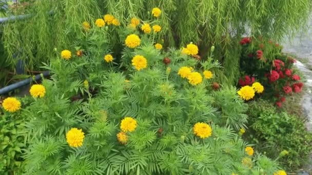 Bushy Orange Colored Tagetes Erecta Flower Plant — Stock Video