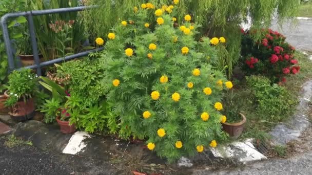 忙しいオレンジ色のタゲテスエレッタの花の植物 — ストック動画