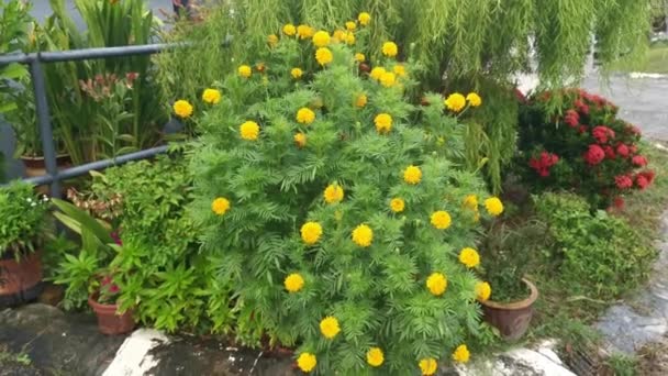 Bushy Laranja Colorido Tagetes Erecta Flor Planta — Vídeo de Stock