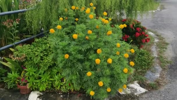 Bossige Oranje Gekleurde Tagetes Erecta Bloem Plant — Stockvideo