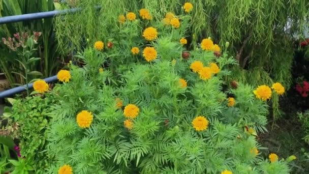 Buschig Orange Gefärbte Tagetes Erecta Blütenpflanze — Stockvideo