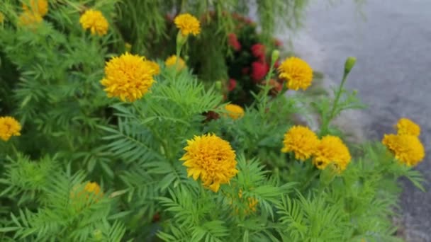 Bushy Laranja Colorido Tagetes Erecta Flor Planta — Vídeo de Stock