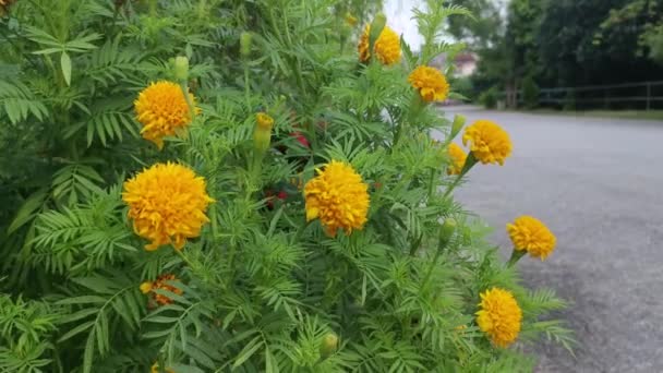 Arbustivo Naranja Coloreado Tagetes Erecta Flor Planta — Vídeos de Stock
