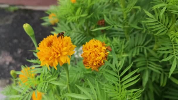 Bushy Orange Colored Tagetes Erecta Flower Plant — Stock Video