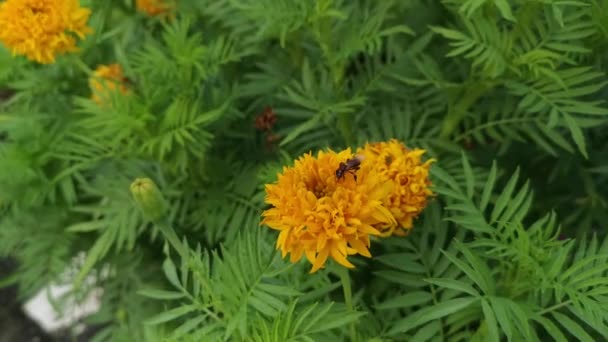 Bossige Oranje Gekleurde Tagetes Erecta Bloem Plant — Stockvideo