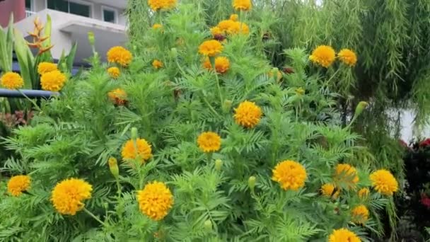 Buschig Orange Gefärbte Tagetes Erecta Blütenpflanze — Stockvideo