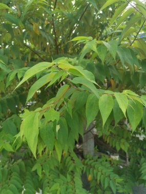 Vahşi trema orientalis ağacı yol kenarında yetişiyor..