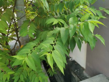 Vahşi trema orientalis ağacı yol kenarında yetişiyor..