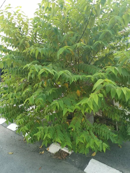 Wild Trema Orientalis Tree Growing Roadside — Stock Photo, Image