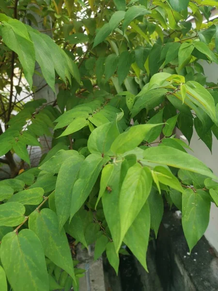 Árbol Trema Orientalis Silvestre Creciendo Borde Carretera —  Fotos de Stock