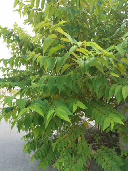Wild Trema Orientalis Tree Growing Roadside — Stockfoto