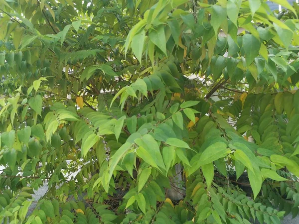 Wild Trema Orientalis Tree Growing Roadside — Stock Photo, Image