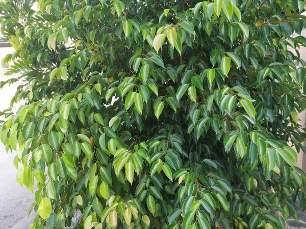 Dziki Zielony Ficus Benjamina Rośnie Przy Drodze — Zdjęcie stockowe