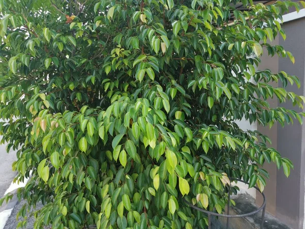 Salvaje Ficus Benjamina Verde Creciendo Junto Carretera —  Fotos de Stock