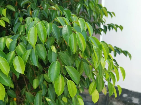 Salvaje Ficus Benjamina Verde Creciendo Junto Carretera —  Fotos de Stock