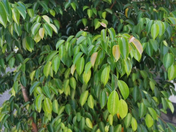 Wild Green Ficus Benjamina Growing Roadside — Stockfoto