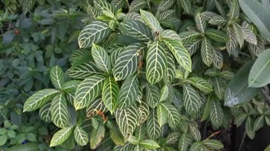 yeşil sanchezia speciosa leonard yapraklı bitki