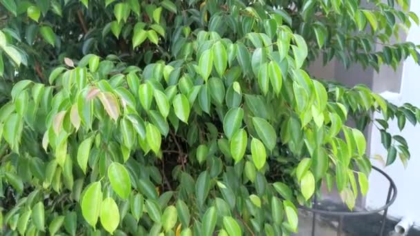 Wild Green Ficus Benjamina Growing Roadside — Stock video