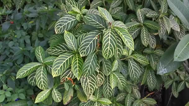 Green Sanchezia Speciosa Leonard Leafy Plant — Stock Video