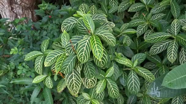 Sanchezia Speciosa Verde Leonard Planta Folhosa — Vídeo de Stock