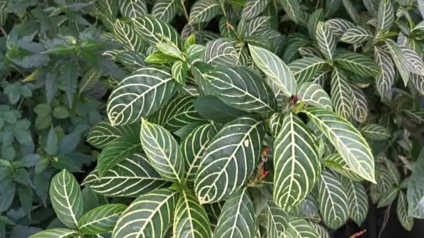 Green Sanchezia Speciosa Leonard Leafy Plant — Stock Video