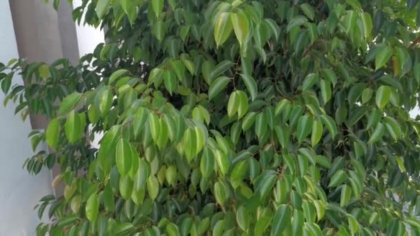 Wild Green Ficus Benjamina Growing Roadside — Stockvideo
