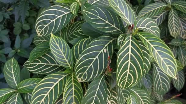 Green Sanchezia Speciosa Leonard Leafy Plant — Stock Video