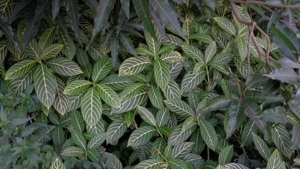 Grüne Sanchezia Speciosa Leonardblättrige Pflanze — Stockvideo
