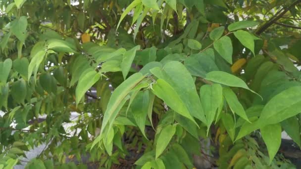 Árbol Trema Orientalis Silvestre Creciendo Borde Carretera — Vídeos de Stock