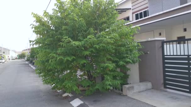 Wild Trema Orientalis Tree Growing Roadside — Stock video