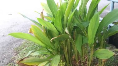 Yol kenarında büyüyen Curcuma longa bitkisi.