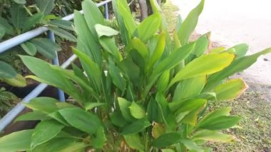 Yol kenarında büyüyen Curcuma longa bitkisi.