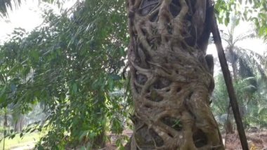 Ficus microcarpa kökü palmiye gövdesinde sürünüyor..