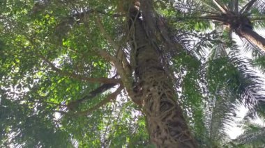 Ficus microcarpa kökü palmiye gövdesinde sürünüyor..