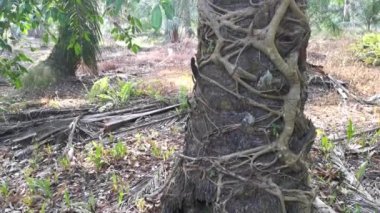 Ficus microcarpa kökü palmiye gövdesinde sürünüyor..