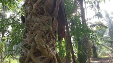 Ficus microcarpa kökü palmiye gövdesinde sürünüyor..